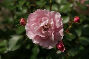 tender rose flower blossom close