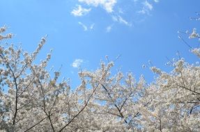 landscape of white fruit trees blossoms under blue sky