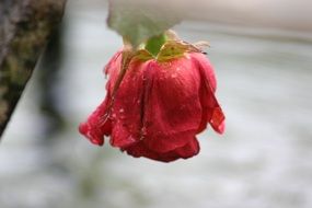 red rose with dewdrop closeup