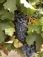 blue grapes among leaves