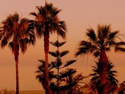 Beautiful sunset on the palm trees