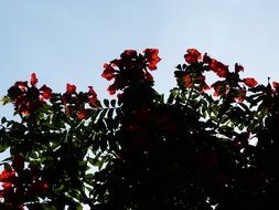 tulip tree with red flowers