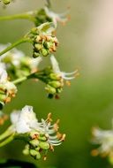 blooming of a chestnut closeup