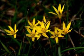 yellow flowers in the meadow at dusk
