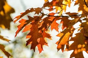 colorful autumn leaves in the sunlight
