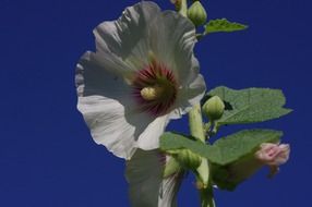 Beautiful blossoming white flowers