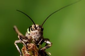 portrait of a grasshopper