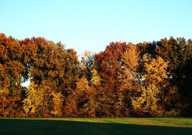red bushes