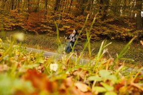 extraordinarily beautiful autumn forest