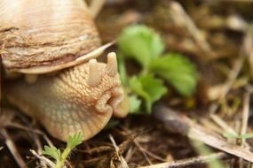 snail on dry grass close-up