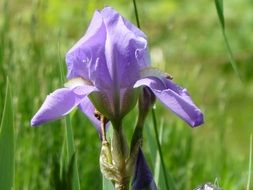 purple iris flower in the garden