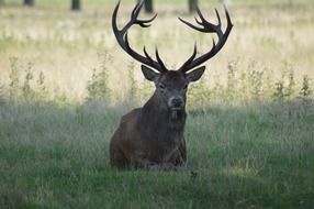 deer resting on green field