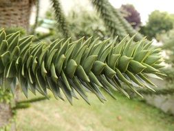 araucaria branch close up