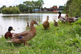 Crowd of the ducks on the grass near the water