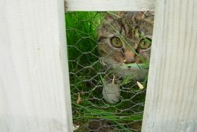 cute cat looking through fence portrait