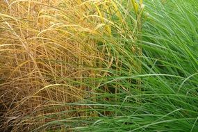 Beautiful yellow and green grass leaves