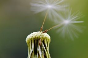 dandelion seeds on the flower