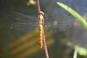 yellow dragonfly in its natural environment