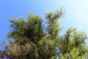 crown of deciduous tree at sky