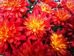 bright flowers in the garden close-up