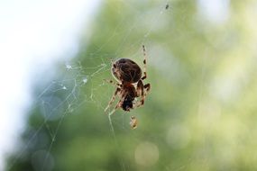 spider in a web on a blurred background close-up