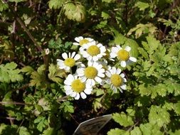 bright summer chrysanthemums flowers