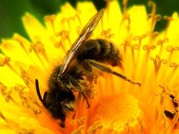 honey bee is collecting pollen on a dandelion