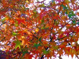 colorful japanese maple in september