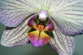 white purple orchid flower close-up on blurred background