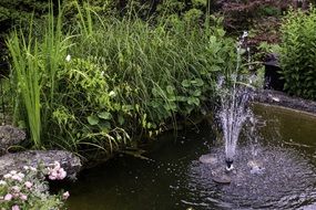 Pond in the garden