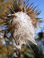 milk thistle close-up