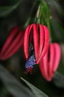 pavonia multiflora or brazilian candles