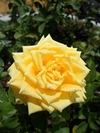 beautiful yellow rose bud opened