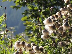 thistle seeds in sunny forest closeup