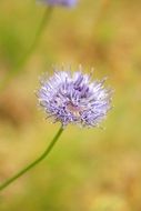 jasieniec sand flower