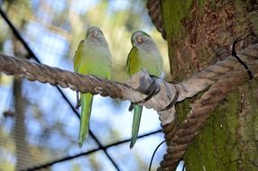 parrots lovebird