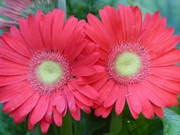 pink gerbera flowers