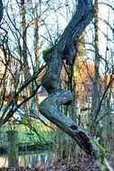 dead crooked tree, female like figure