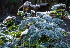 green plant in the frost in winter