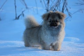 tibetan spaniel