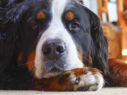 muzzle of the large pedigree dog