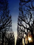 silhouettes of bare trees at sunset sky