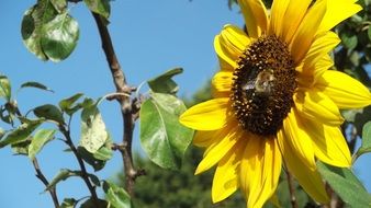 yellow sunflower and garden tree