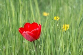 red tulip blossom on the wild meadow