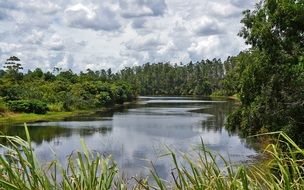 wild lake with trees harmony landscape