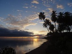 palm trees in hawaii sunset scene