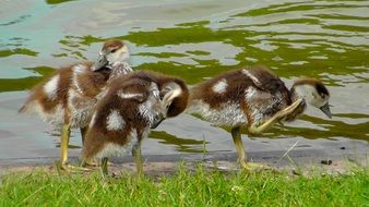 splendiferous chicks egyptian