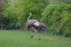 Grey ostrich run