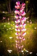 pink wildflower