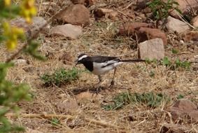 winged wagtail on dry grass